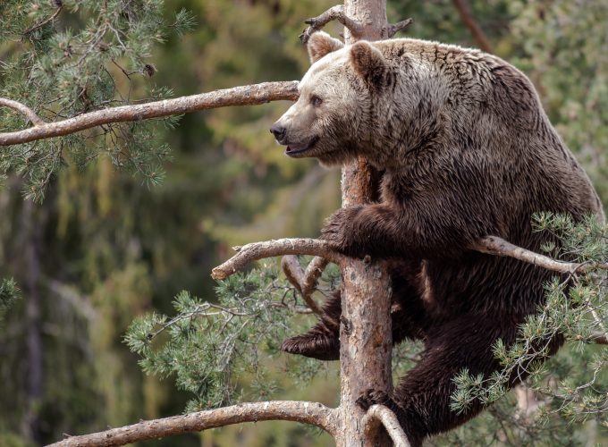 Wallpaper Brown bear, bear, cute animals, tree, Animals 4360313425